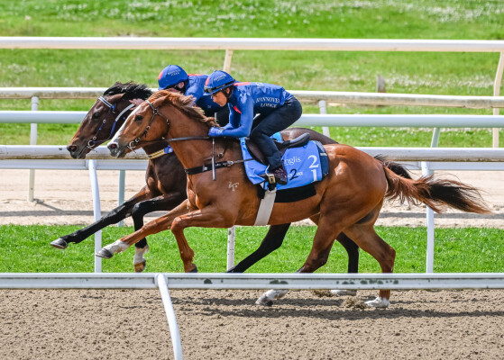 Lot 82: Churchill (IRE) / Natanya